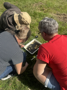 en grupp personer artklassificerar vattenlevande insekter. Foto Anna Sara Roos