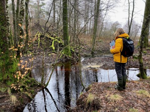 Skogsmark och vatten vid platsen för återvätningsprojekt Plönninge