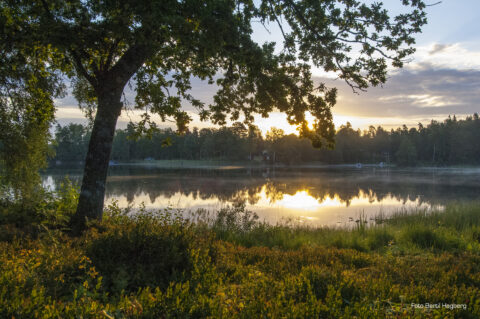 Bolmen i solnedgång