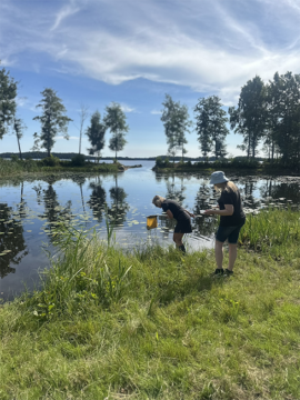 Två personer håvar för att fånga och studera vattenlevande insekter