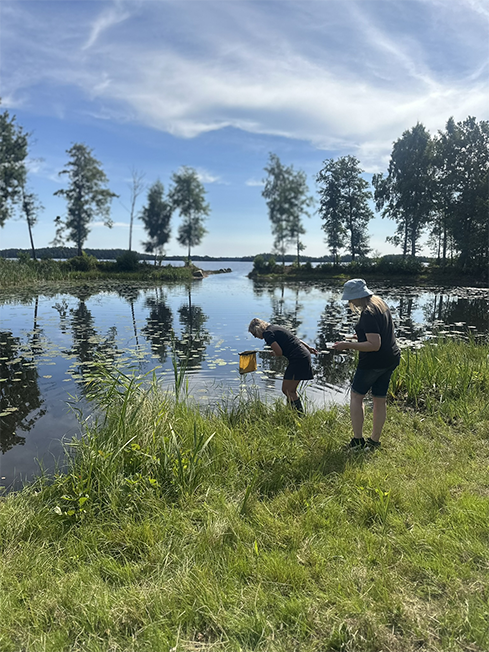 Två personer håvar för att fånga och studera vattenlevande insekter