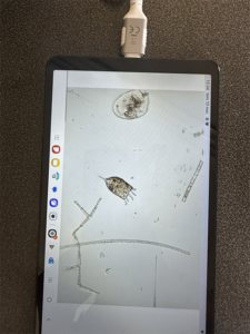 bild på vattenlevande insekter som de ses genom ett mikroskåp. Foto Anna Sara Roos