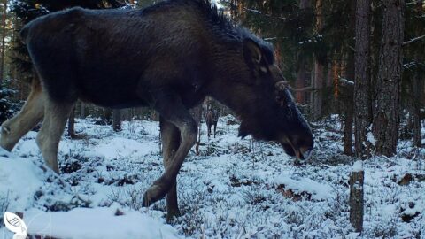 Älg. Foto fångat av en viltkamera. Snö på marken.
