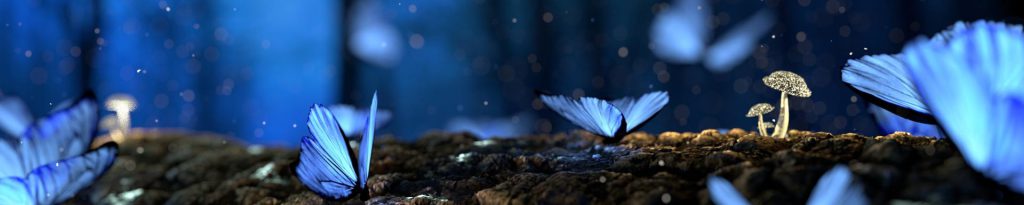 LifePlan - bild på fjärilar