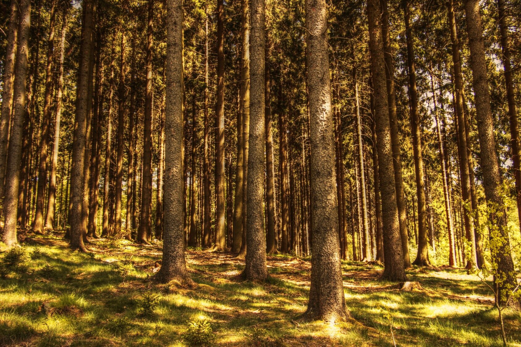 granskog